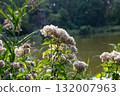 the first flowers on a pond 132007963