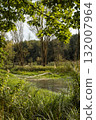 green forest on a sunny day 132007964