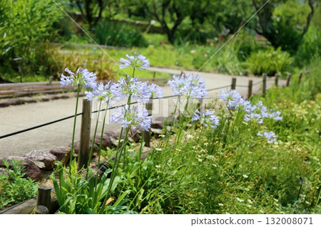 Refreshing agapanthus flowers Refreshing agapanthus flowers 132008071