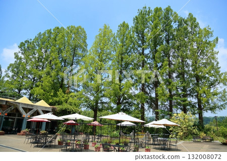 Summer Botanical Garden - Metasequoia Trees Summer Botanical Garden - Metasequoia Trees 132008072