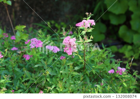 Cute spirea flower Cute spirea flower 132008074