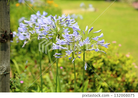 Refreshing agapanthus flowers Refreshing agapanthus flowers 132008075