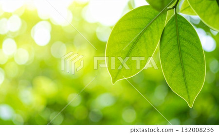 新鮮的綠色背景材料 132008236