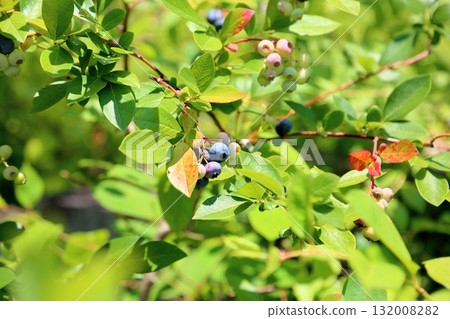 Cute blueberry fruit Cute blueberry fruit 132008282