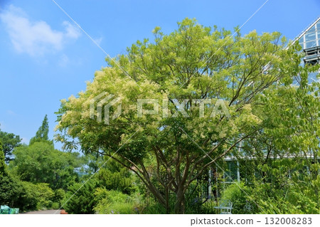 Refreshing Fraxinus sieboldii flowers 132008283