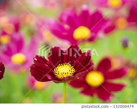 秋色波斯菊的微笑 132008474