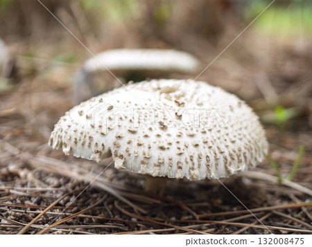 森林地面上的白色蘑菇 132008475