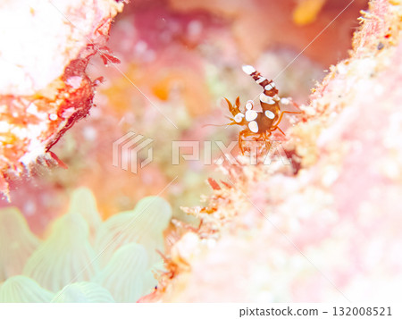 另一群生活在珊瑚海葵中的海葵蝦。靜岡縣伊豆半島南伊豆町中木飛騎海灘 132008521