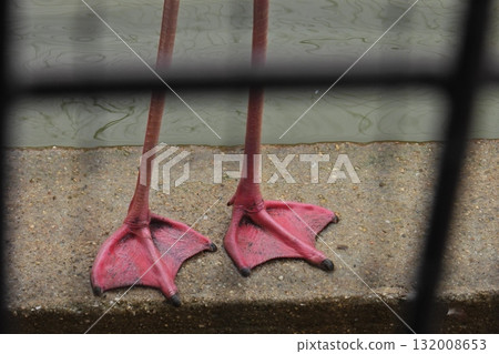 Flamingo's webbed feet Flamingo's webbed feet 132008653