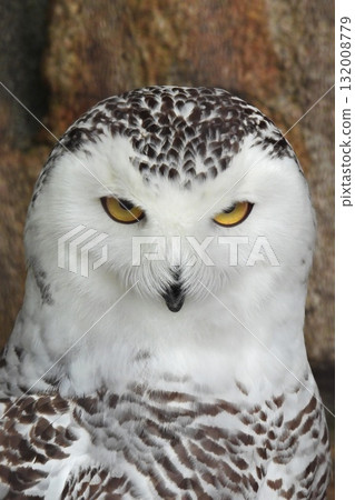 Cute Snowy Owl Cute Snowy Owl 132008779