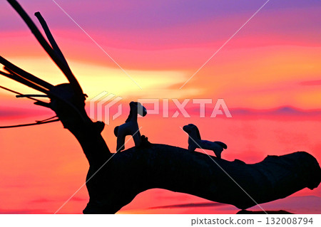 Horse Love Story: Morning in Paradise Horse Love Story: Morning in Paradise 132008794