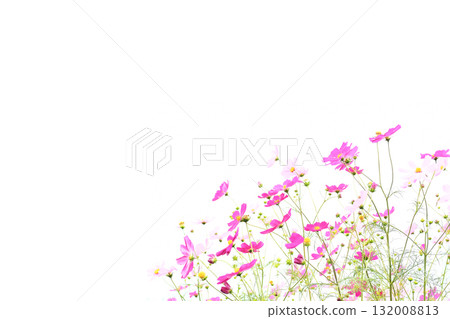 波斯菊白色背景第 1 部分 132008813