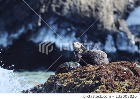 A sea otter on a reef A sea otter on a reef 132008820