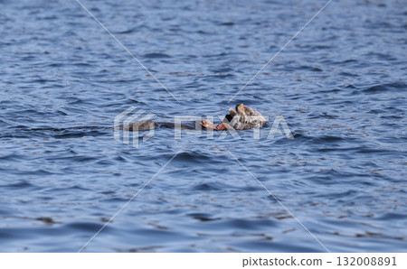 A sea otter swimming while eating scallops A sea otter swimming while eating scallops 132008891