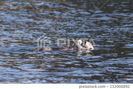 一隻海獺一邊游泳一邊吃扇貝 132008892