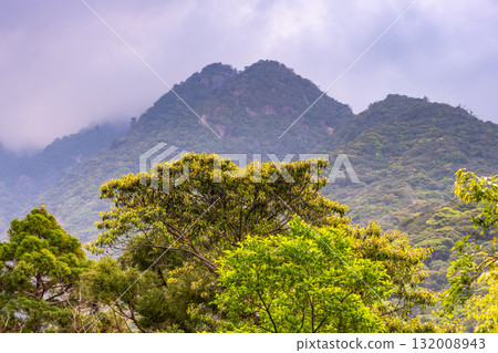 世界自然遺產屋久島西部林道地區的新綠森林與山脈 世界自然遺產屋久島西部林道地區的新綠森林與山脈 132008943