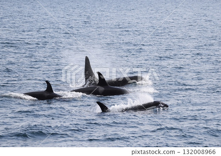 A pod of killer whales swimming in the open ocean A pod of killer whales swimming in the open ocean 132008966