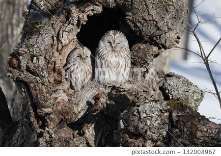 Mating of Ezo Owl 132008967
