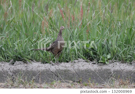 A female pheasant perched on the bank A female pheasant perched on the bank 132008969