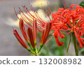 Red spider lilies blooming along the road 132008982
