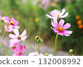 Cosmos flowers 132008992
