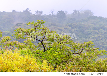 世界自然遺產屋久島西部林道地區的新綠森林 132008995
