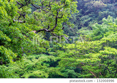 世界自然遺產屋久島西部林道地區的新綠森林 世界自然遺產屋久島西部林道地區的新綠森林 132008996
