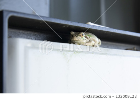 Frog resting in a gap 132009128