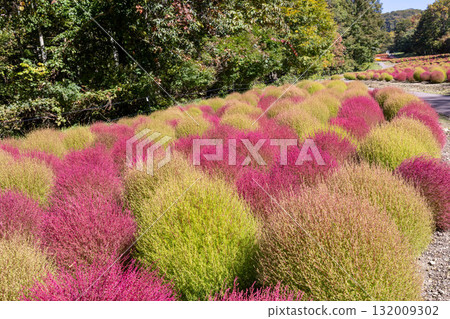 Autumn in Tanbara Plateau, Tanbara Kochia Garden, Numata City, Gunma Prefecture Autumn in Tanbara Plateau, Tanbara Kochia Garden, Numata City, Gunma Prefecture 132009302