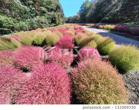 Autumn in Tanbara Plateau, Tanbara Kochia Garden, Numata City, Gunma Prefecture Autumn in Tanbara Plateau, Tanbara Kochia Garden, Numata City, Gunma Prefecture 132009330