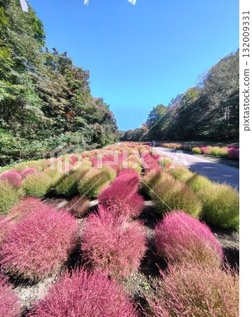 群馬縣沼田市丹當地花園,丹原高原的秋天 群馬縣沼田市丹當地花園,丹原高原的秋天 132009331