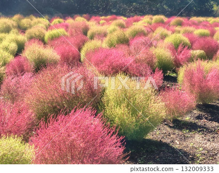 Autumn in Tanbara Plateau, Tanbara Kochia Garden, Numata City, Gunma Prefecture 132009333