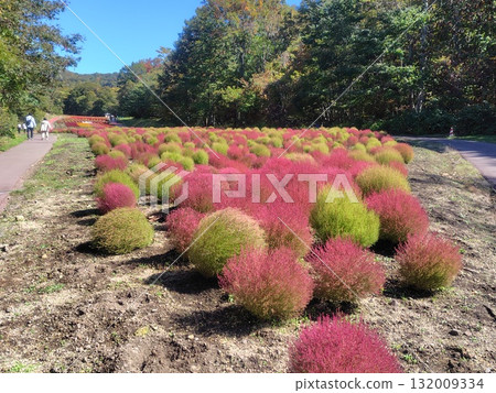 Autumn in Tanbara Plateau, Tanbara Kochia Garden, Numata City, Gunma Prefecture Autumn in Tanbara Plateau, Tanbara Kochia Garden, Numata City, Gunma Prefecture 132009334