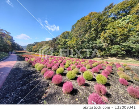 Autumn in Tanbara Plateau, Tanbara Kochia Garden, Numata City, Gunma Prefecture 132009341