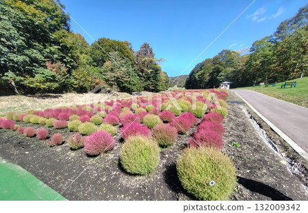 Autumn in Tanbara Plateau, Tanbara Kochia Garden, Numata City, Gunma Prefecture 132009342
