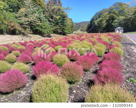 Autumn in Tanbara Plateau, Tanbara Kochia Garden, Numata City, Gunma Prefecture 132009343
