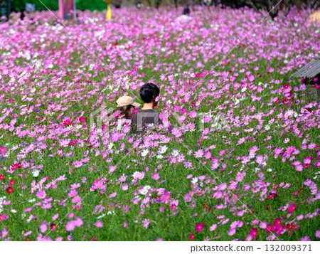 Tourists in a cosmos flower field 132009371