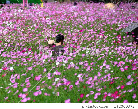 遊客在波斯菊花田裡 132009372