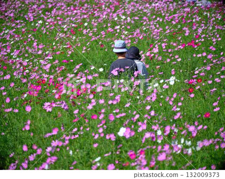 Tourists in a cosmos flower field 132009373