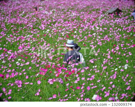 Tourists in a cosmos flower field 132009374