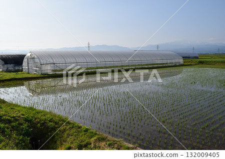 Rural scenery Shonai, Yamagata Prefecture, one of Japan's leading rice fields 132009405