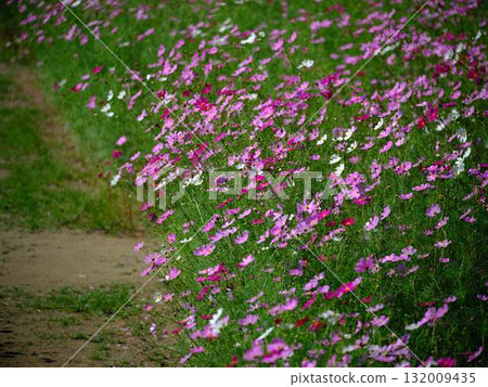 Cosmos field Cosmos field 132009435