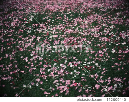 Cosmos field  Cosmos field 132009440