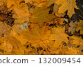 A vibrant layer of orange, yellow, and brown leaves blankets the ground, showcasing the beauty of autumn foliage in a natural landscape. 132009454