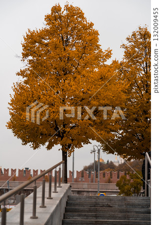 Golden leaves adorn a tall tree in a peaceful park near a historic castle wall, showcasing the beauty of autumn. 132009455