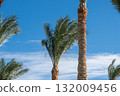 Tall palm trees sway gently in the warm breeze, basking under a bright blue sky with scattered clouds, creating a tranquil atmosphere. 132009456