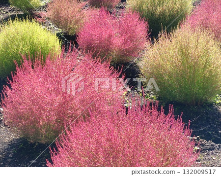 Tanbara Kochia Garden, Kochia fields, Numata City, Gunma Prefecture 132009517