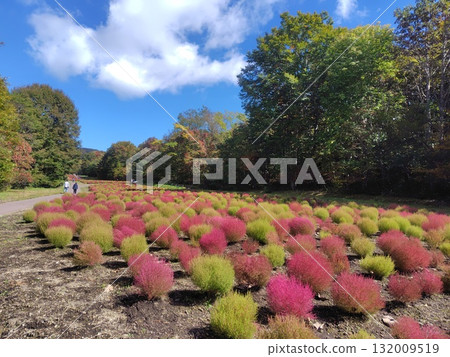 群馬縣沼田市地膚田丹原地膚花園 群馬縣沼田市地膚田丹原地膚花園 132009519