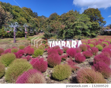 群馬縣沼田市地膚田丹原地膚花園 群馬縣沼田市地膚田丹原地膚花園 132009520