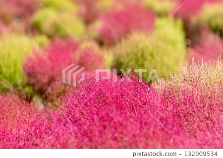 Tanbara Kochia Garden, Kochia fields, Numata City, Gunma Prefecture 132009534